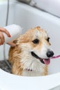 Groomer wash funny welsh corgi pembroke dog in bath before grooming procedure Royalty Free Stock Photo