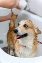 Groomer wash funny welsh corgi pembroke dog in bath before grooming procedure Royalty Free Stock Photo