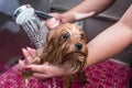 Groomer washing small dog in pet salon