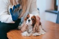 Groomer woman in sanon removes hairs from surface of dog`s fur with special glove-comb for animals. Cavalier King Charles Spaniel Royalty Free Stock Photo