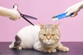 Groomers holding tools at the hands. Pink background. groomer concepting procedure