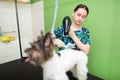 Grooming animals, grooming, drying and styling dogs, combing wool. Grooming master cuts and shaves, cares for a dog