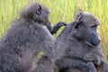 Grooming baboon.