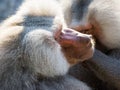 Grooming baboon monkeys