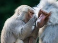 Grooming baboon monkeys