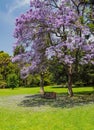 Grooming and beauty of the parks Royalty Free Stock Photo