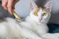 Grooming Cat. combing the fur with a special brush Royalty Free Stock Photo