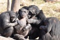 Grooming chimps3