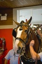 Grooming a Clydesdale Horse