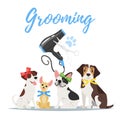 Grooming concept with dogs Royalty Free Stock Photo