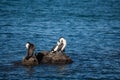 Grooming cormorants Royalty Free Stock Photo