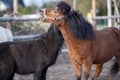 Grooming dark and brown Shetland pony in spring outside. Royalty Free Stock Photo