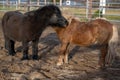 Grooming dark and brown Shetland pony in spring outside. Royalty Free Stock Photo