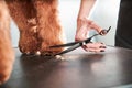 Professional pet groomer cuts labradoodle dog hair at the paws