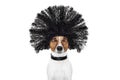 Grooming dog at the hairdressers Royalty Free Stock Photo