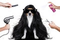 Grooming dog at the hairdressers Royalty Free Stock Photo
