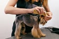 Grooming Dog. Pet Groomer Brushing Dog`s Hair With Comb At Salon
