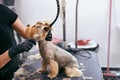 Grooming Dog. Pet Groomer Brushing Dog`s Hair With Comb At Salon Royalty Free Stock Photo