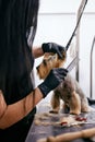 Grooming Dog. Pet Groomer Brushing Dog`s Hair With Comb At Salon