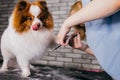 Grooming dog. pet groomer cuts spitz hair with scissors in groomers salon