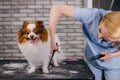 Grooming dog. pet groomer cuts spitz hair with scissors in groomers salon Royalty Free Stock Photo