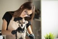 Grooming, a female groomer cuts a small dog in a grooming salon, pet beauty and hygiene, animal hair cutting