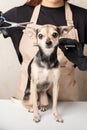 Grooming, a female groomer cuts a small dog in a grooming salon