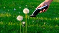 grooming fluffy dandelions in spring Royalty Free Stock Photo