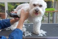 Grooming the forefeet of white dog