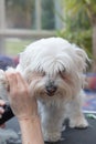 Grooming forefeet of white dog standing on the table