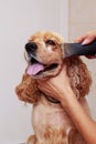 Grooming the hair of dog Royalty Free Stock Photo