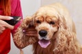 Grooming the hair of dog Royalty Free Stock Photo