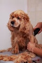 Grooming the hair of dog Royalty Free Stock Photo