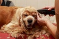 Grooming hair of dog