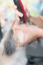 Grooming hair face dog by Clipper