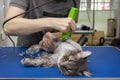 Grooming haircut of a gray fluffy cat on the table professionally using