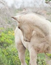 Grooming half-wild cream foal. Israel