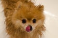 Grooming, hygiene the coat of thoroughbred dog. wet pomeranian german spitz. lick your tongue. cute bushy miserable puppy Royalty Free Stock Photo