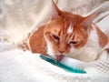 Grooming Kitty Licking Brush