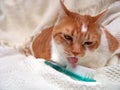 Grooming Kitty Licking Brush2