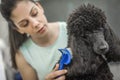 Grooming a little dog in a hair salon for dogs Royalty Free Stock Photo