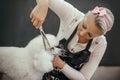 Grooming a little dog in a hair salon for dogs Royalty Free Stock Photo