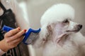 Grooming a little dog in a hair salon for dogs Royalty Free Stock Photo