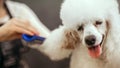 Grooming a little dog in a hair salon for dogs Royalty Free Stock Photo