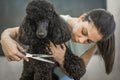 Grooming a little dog in a hair salon for dogs Royalty Free Stock Photo