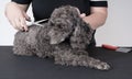 Grooming a little poodle in a hair salon . Black poodle