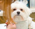 Grooming Maltese dog