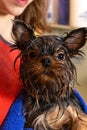 A grooming master holds a Yorkshire Terrier dog wrapped in a blue towel