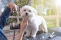 Grooming the neck of adorable white dog