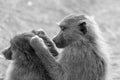 Grooming olive baboon in black and white